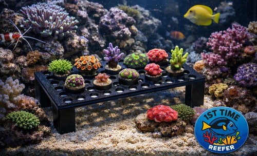 Hole frag rack fish tank - 60,