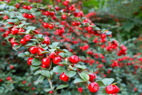 Cotoneaster suecicus coral - 5x,