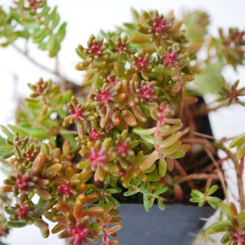 Sedum album coral carpet with - coral,