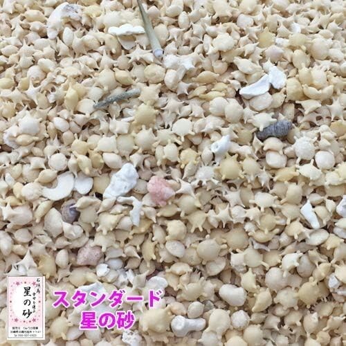 Star sand 100g ishigaki - sand,