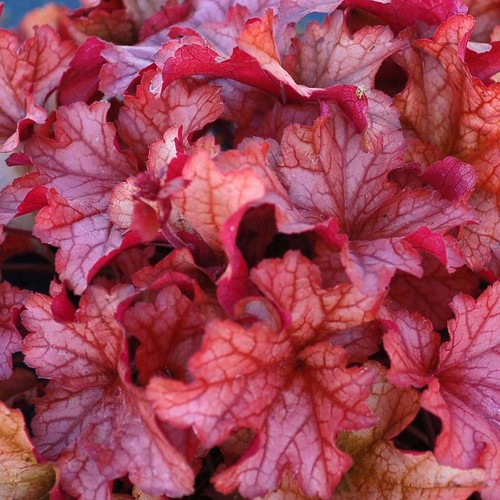 Heuchera paprika coral bells - coral,