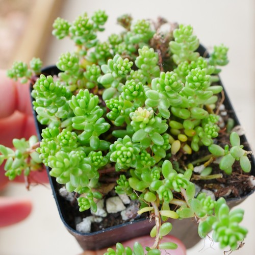 Sedum album coral - coral, carpet