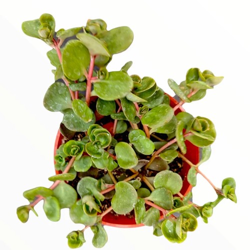 Hardy sedum rooted plant - hardy,
