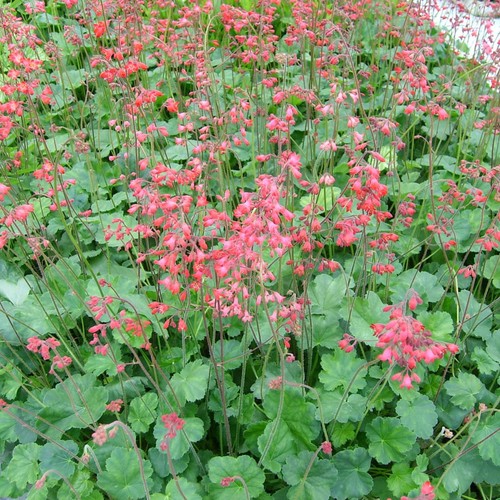 9cm heuchera sanguinea - 2,