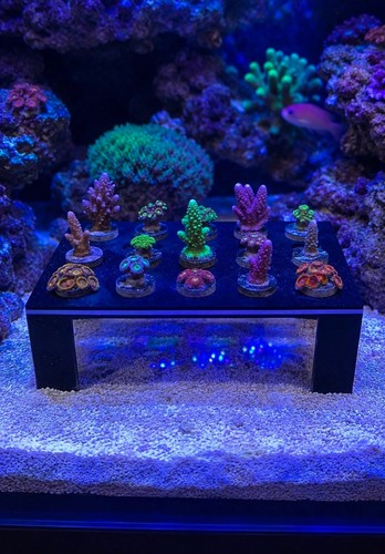Corner frag rack - corner,