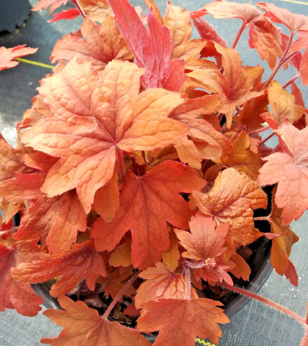 Heuchera fire red coral - coral, bells