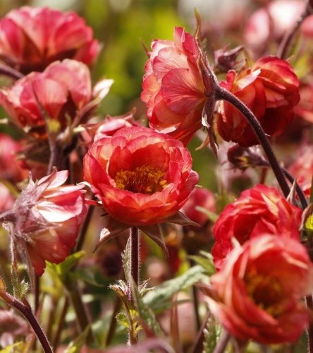 Geum tempo coral - 'coral’,