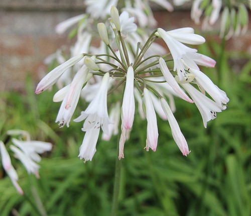 Agapanthus sea coral plant - coral',