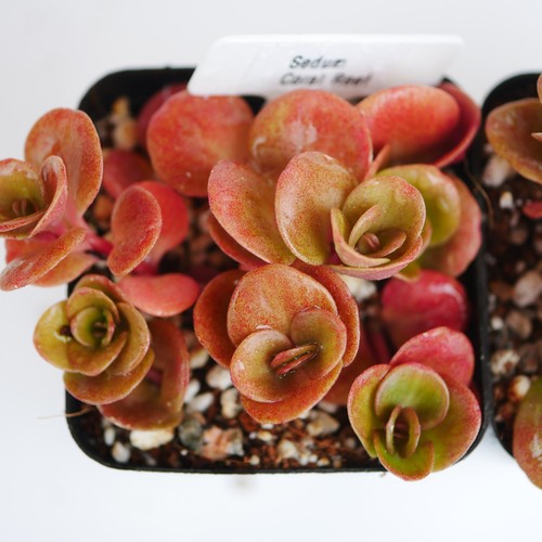 Sedum tetractinum coral reef - coral,
