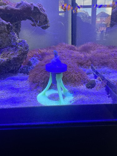 Neon reef coral - £10,
