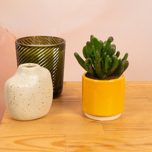 Baby crassula ovata - baby,