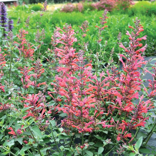 Agastache kudos coral - kudos,