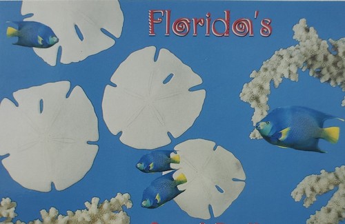 Sand dollars tropical - dollars, fish